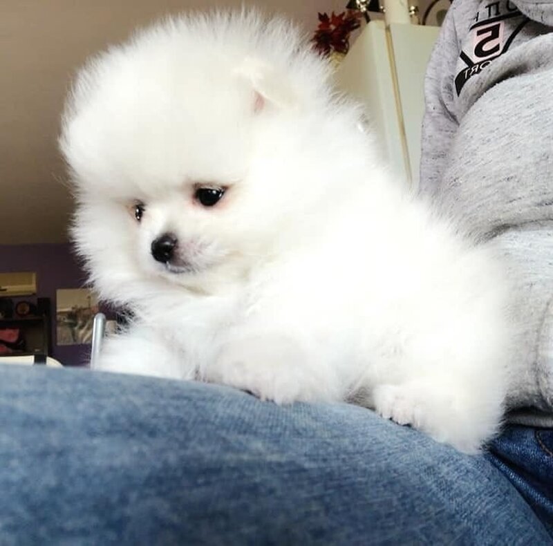 Pomeranian boo,