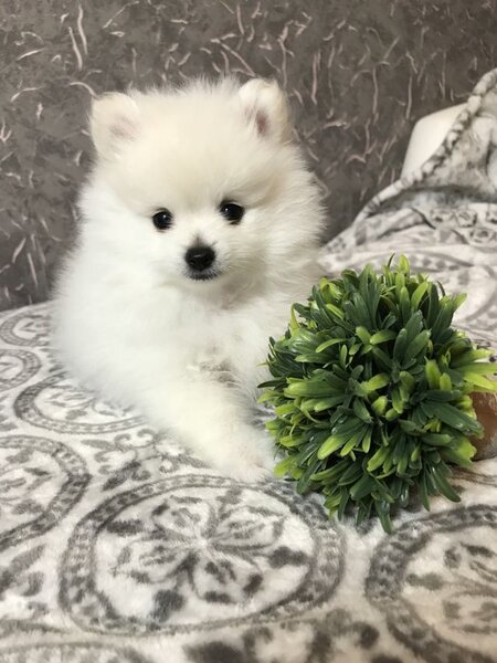 Pomeranian boo,