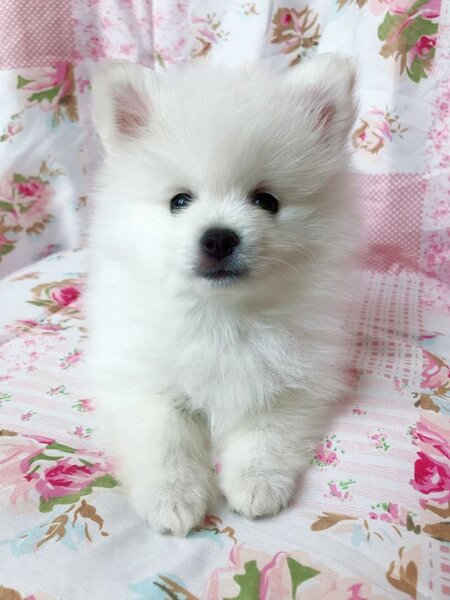 Pomeranian boo,