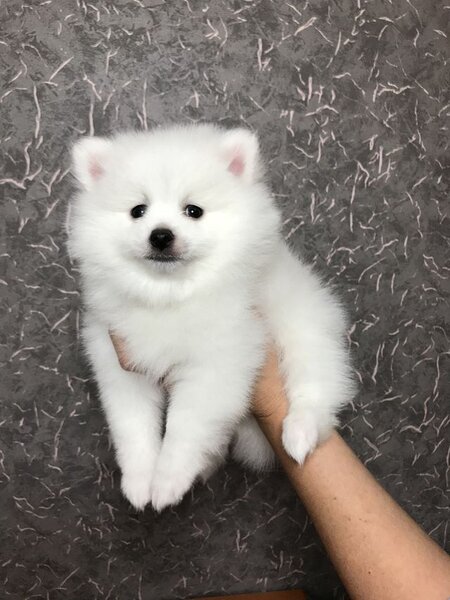 Pomeranian boo,