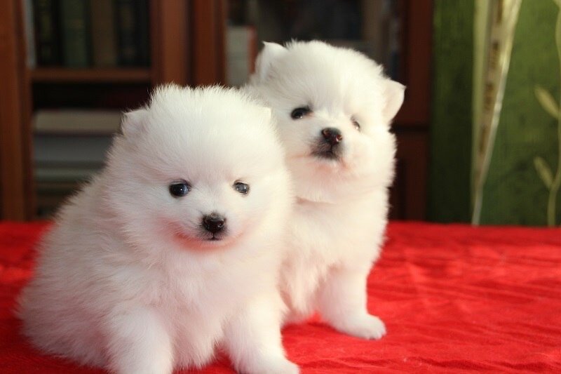 Pomeranian boo,