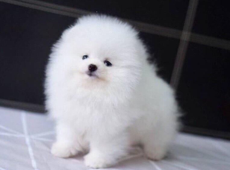 Pomeranian boo,