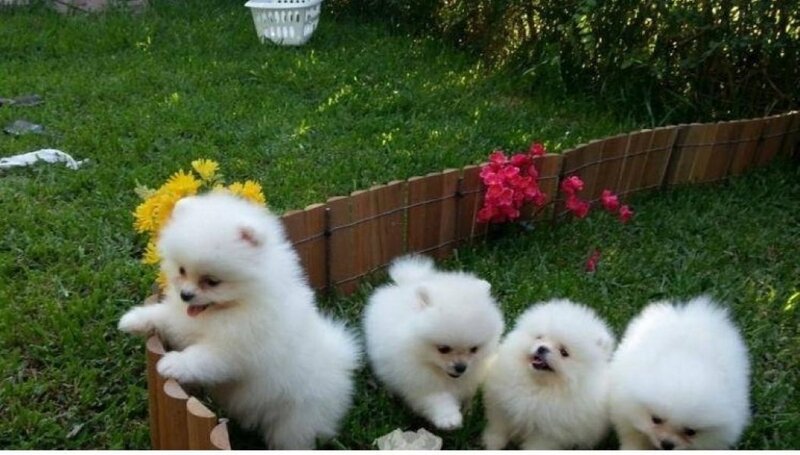 Pomeranian boo,