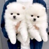 Pomeranian boo