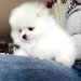 Pomeranian boo,