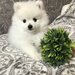 Pomeranian boo,