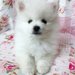 Pomeranian boo,