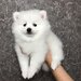 Pomeranian boo,