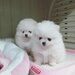 Pomeranian boo,