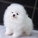 Pomeranian boo,