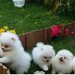 Pomeranian boo,